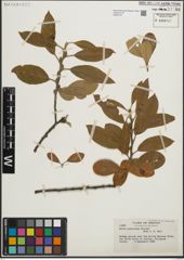 Foto von Salix hookeriana Barratt ex Hook.